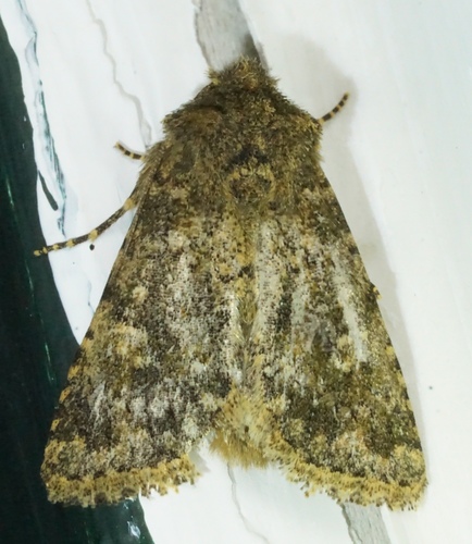 iNaturalist observation photo of Pseudobryomima