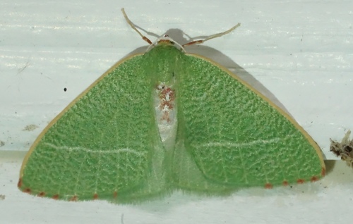 iNaturalist observation photo of Nemoria pulcherrima