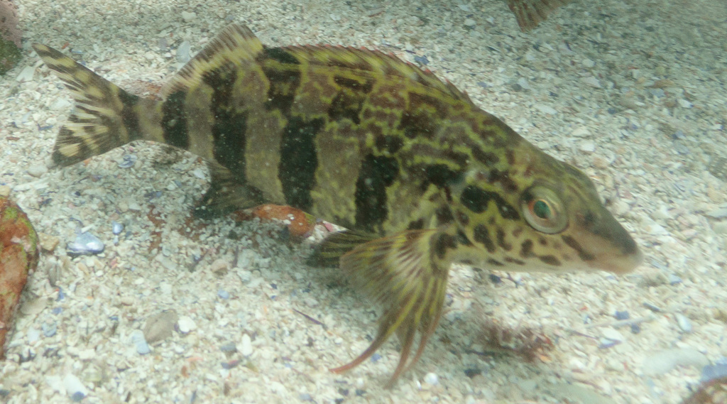 Redfingers (Cheilodactylus fasciatus)