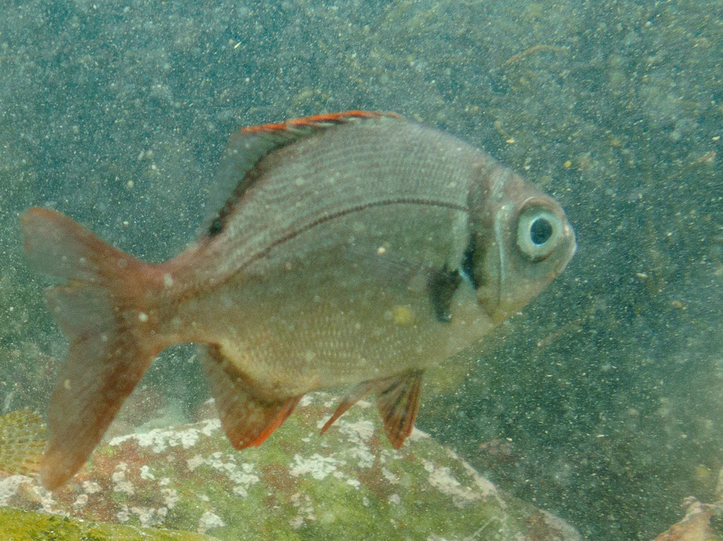 Fransmadam (Boopsoidea inornata)