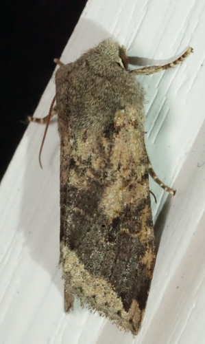 iNaturalist observation photo of Orthosia erythrolita