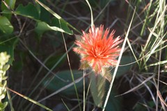 Gomphrena arborescens