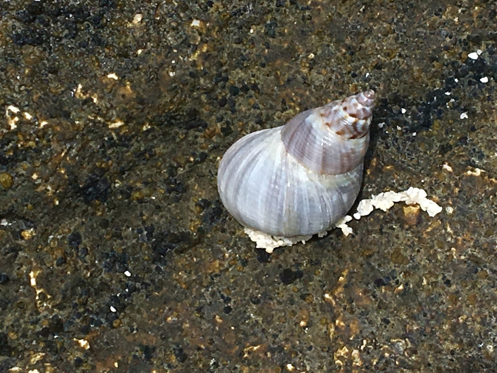 Robust shell