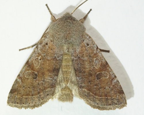 iNaturalist observation photo of Speckled Green Fruitworm Moth