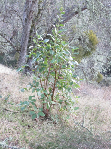 iNaturalist observation photo of Pacific madrone