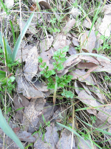 iNaturalist observation photo of Poison sanicle