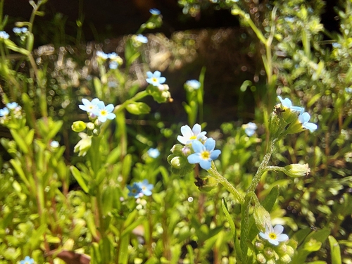 Myosotis laxa observed 2025-12-29