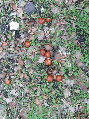 iNaturalist observation photo of California buckeye
