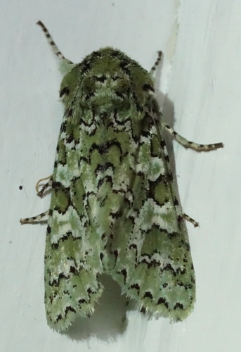 iNaturalist observation photo of Feralia februalis