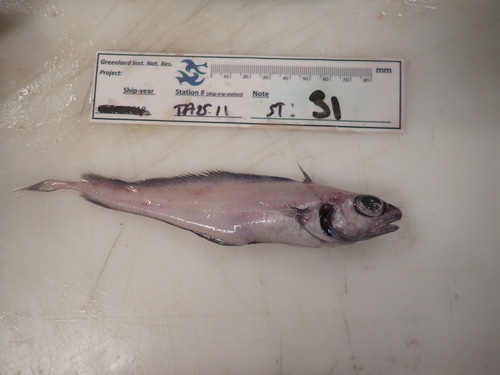 Mediterranean codling (Lepidion lepidion) — Moridae — 3