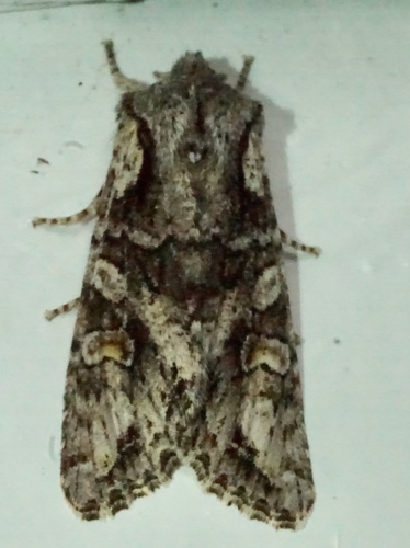 iNaturalist observation photo of Egira hiemalis