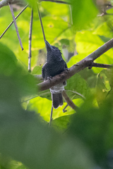 Cymbilaimus lineatus