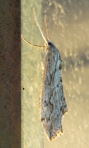 iNaturalist observation photo of Butterflies and Moths