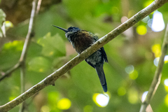 Galbula chalcothorax