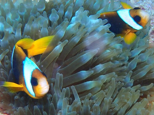 Amphiprion latifasciatus