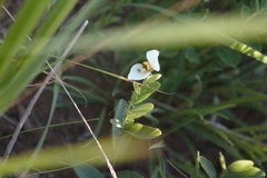 Dalechampia caperonioides