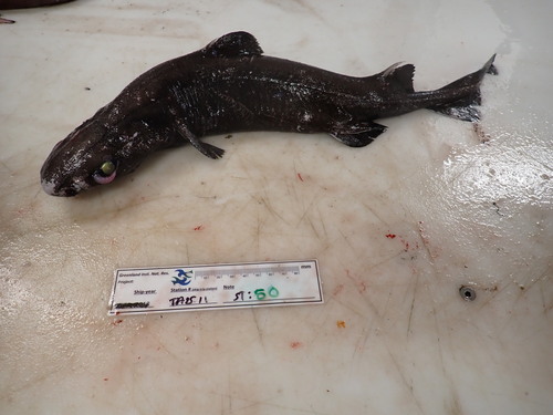 Black dogfish (Centroscyllium fabricii) — Etmopteridae — 3