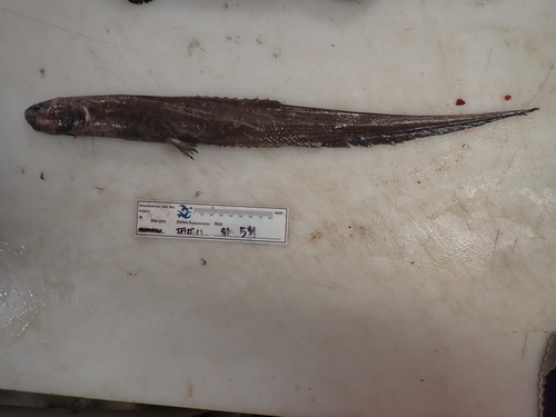 Notacanthus, 2025-11-27