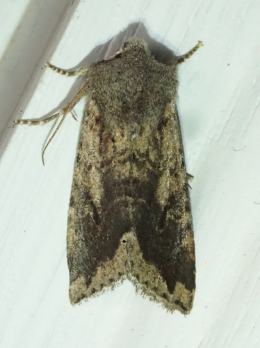 iNaturalist observation photo of Orthosia erythrolita