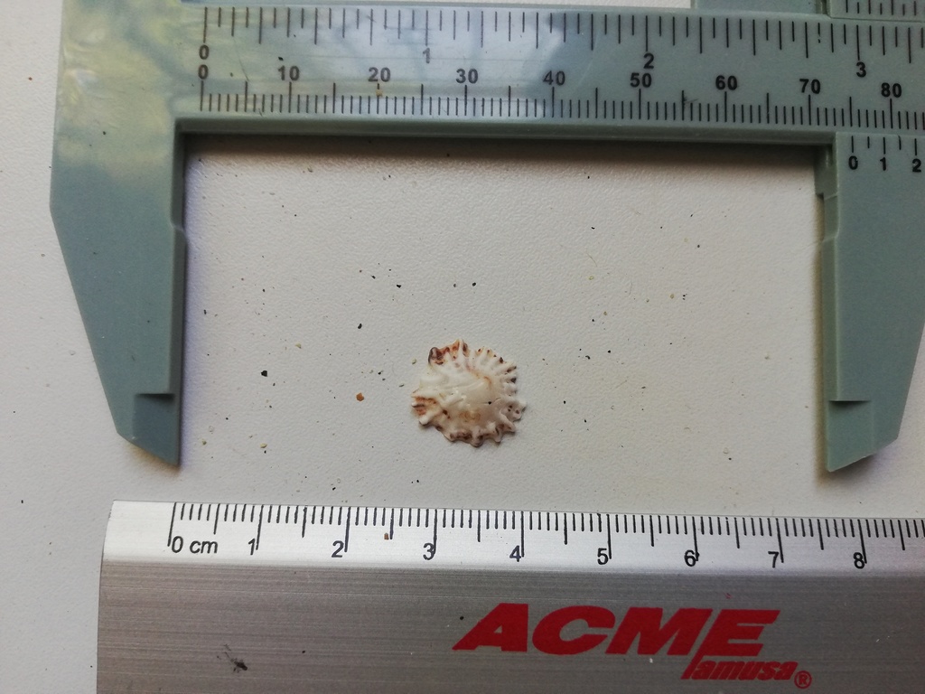 Trimusculus stellatus