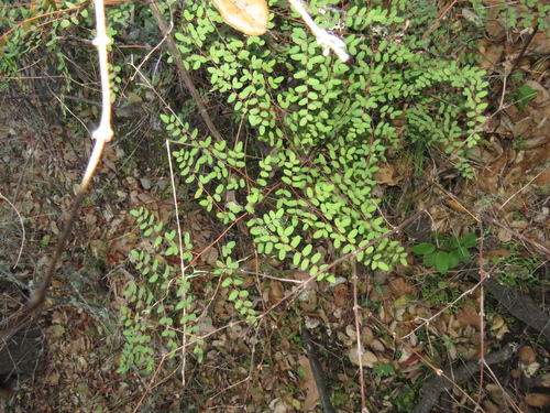 iNaturalist observation photo of Coffee Fern