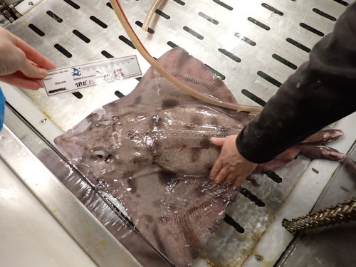 Jensen's skate (Amblyraja jenseni) — Rajidae — 2