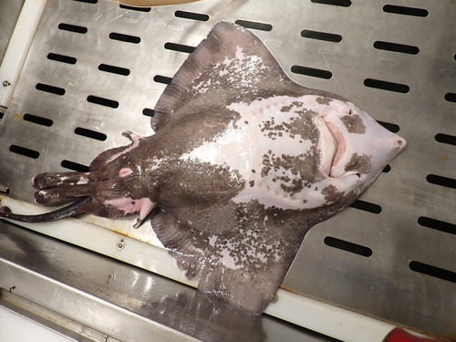 Jensen's skate (Amblyraja jenseni) — Rajidae — 3