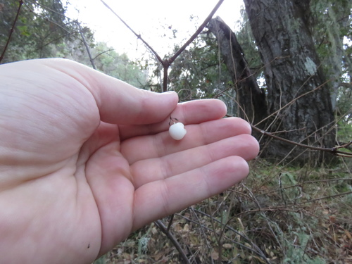 iNaturalist observation photo of Common Snowberry