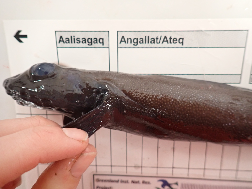Glacial Eelpout
