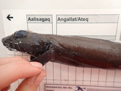 Glacial Eelpout photo 1