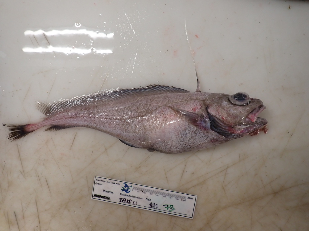 Mediterranean codling (Lepidion lepidion) — Moridae