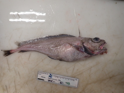Mediterranean codling (Lepidion lepidion) — Moridae
