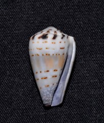 Conus musicus