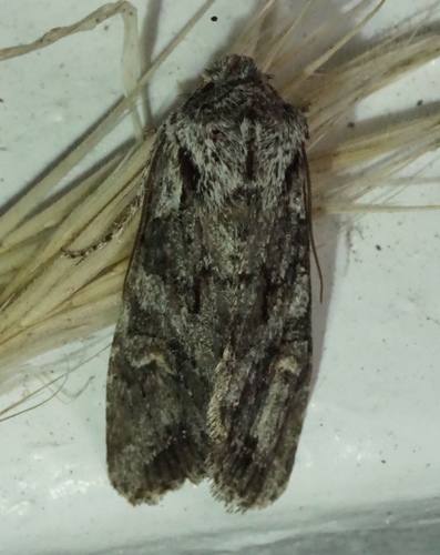 iNaturalist observation photo of Lithophane