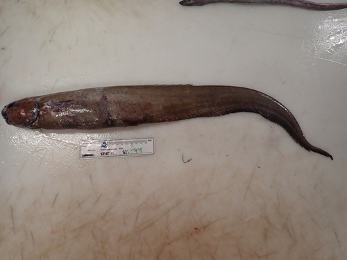 Notacanthus, 2025-11-27