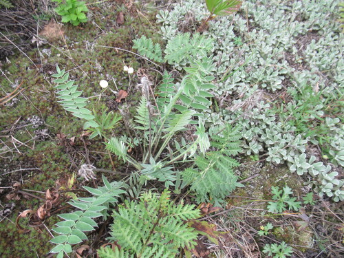 Siberian locoweed (Oxytropis strobilacea)