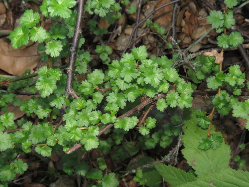 iNaturalist observation photo of currants and gooseberries