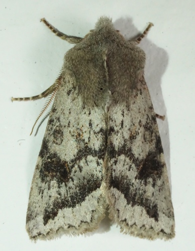 iNaturalist observation photo of Orthosia erythrolita