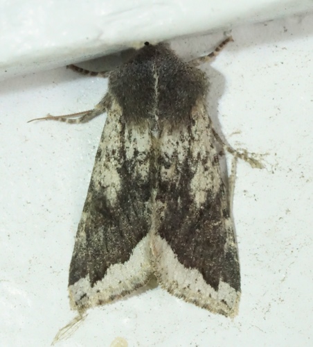 iNaturalist observation photo of Orthosia erythrolita