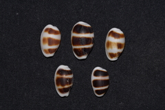 Palmadusta asellus