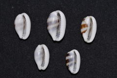 Palmadusta asellus