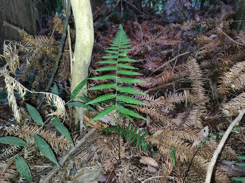 Parathelypteris observed 2025-12-28