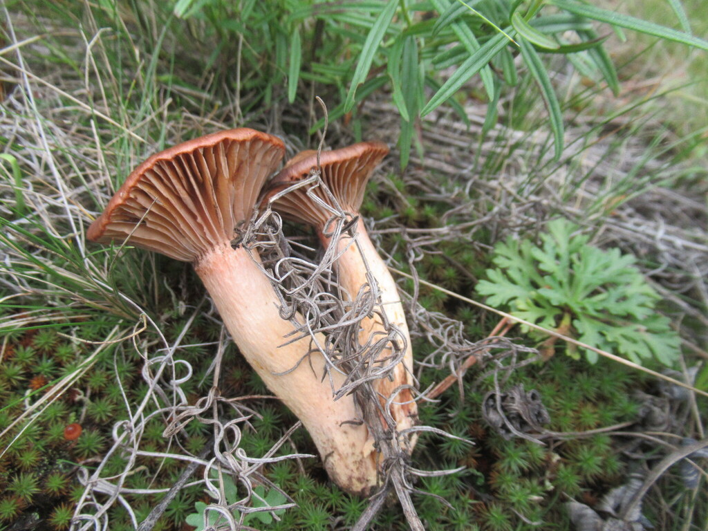 Chroogomphus rutilus · August 2025 · photo: © smsergey (iNaturalist, cc-by-nc)