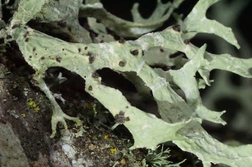 iNaturalist observation photo of Oakmoss Spot