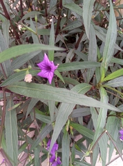 Ruellia simplex