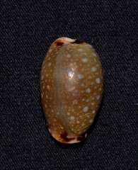 Naria labrolineata
