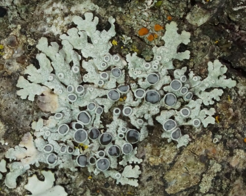 iNaturalist observation photo of rosette lichens