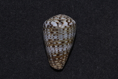 Conus aplustre