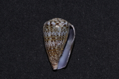 Conus aplustre
