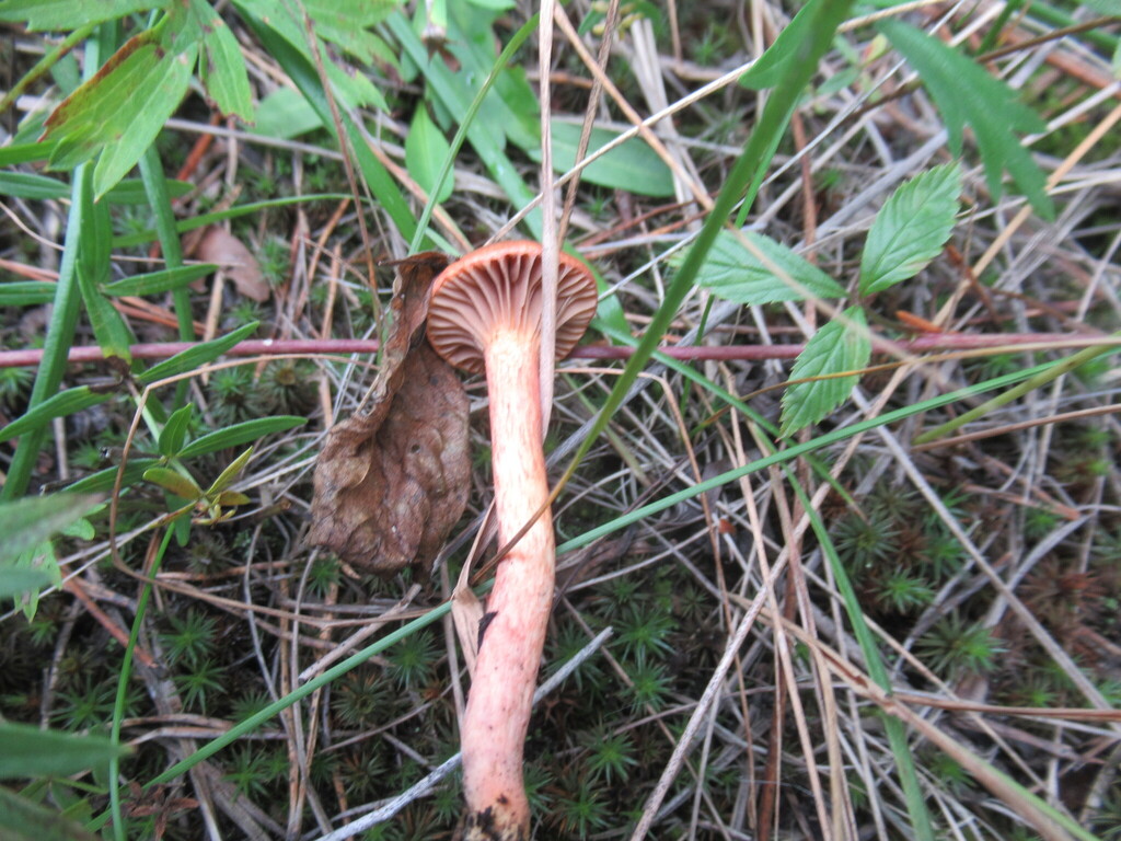 Chroogomphus rutilus